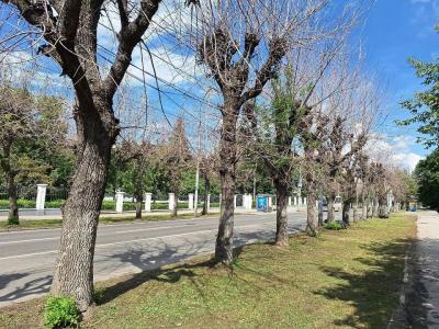 Рязанцы пожаловались на засохшие деревья в центре города