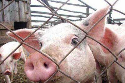 На Рязанщину запретят ввозить украинскую свинину