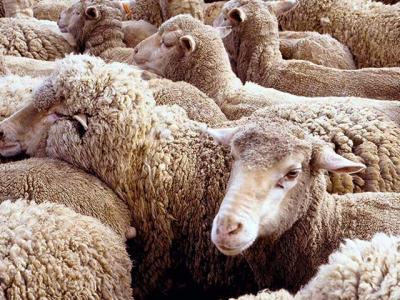 На Рязанщине создан Союз овцеводов