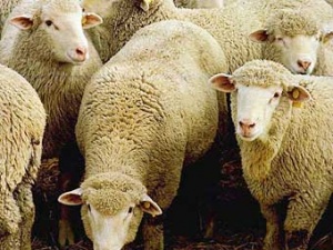 На Рязанщине развивается овцеводство