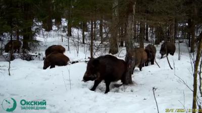 В Окском заповеднике объяснили снижение численности кабанов