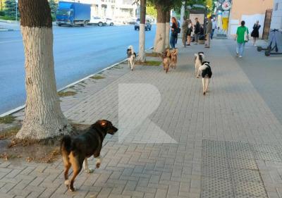 Рязанцы заприметили в центре города стаю собак
