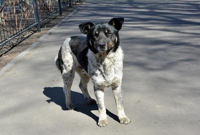 Озвучена концепция развития Городской службы по контролю за безнадзорными животными