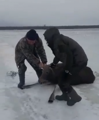 Жители Путятинского района помогли лосёнку преодолеть лёд
