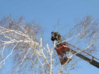 Из-за опиловки деревьев шесть улиц Рязани останутся без электроэнергии