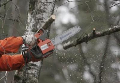 Для сноса всех аварийных деревьев в Рязани нужно 162 миллиона рублей