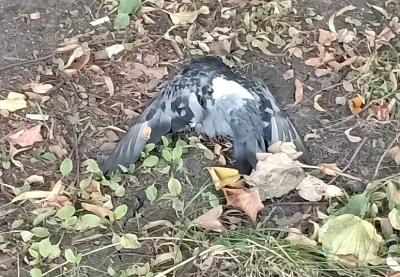 В посёлке Шлаковый в Рязани обнаружили мёртвых птиц