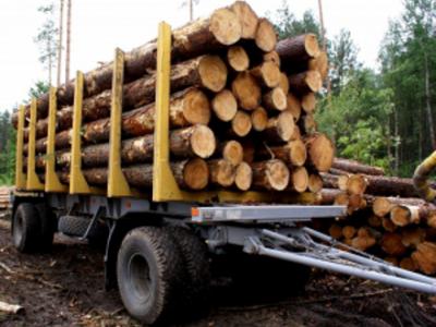 Дмитрий Андреев поручил усилить работу по борьбе с незаконной заготовкой древесины