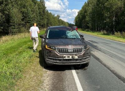 На трассе близ Касимова иномарка сбила лося