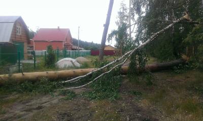 В Солотче под натиском бури рухнула огромная сосна