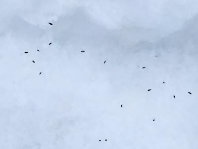 В Окском заповеднике под Рязанью нашли снежных блох