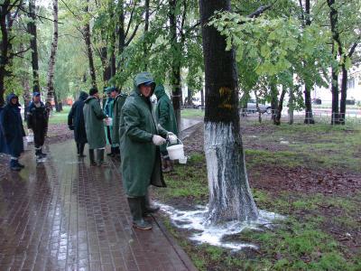 Начались работы по оздоровлению дубовой аллеи в Дашково-Песочне