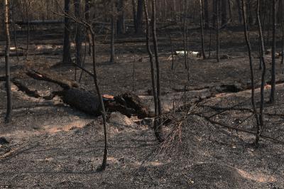 Лесные пожары в Рязанской области прошли 19,8 тысячи гектаров