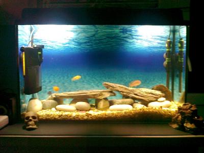100-литровый аквариум забрал с собой вор в Пронском районе