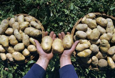 Рязанские фермеры страдают от переизбытка картофеля