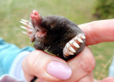 В Константиново под Рязанью спасли крота