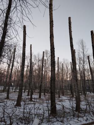Рязанцев ужаснула обрезка деревьев в парке имени Гагарина