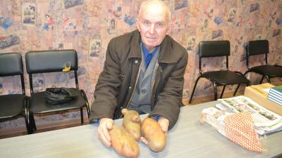Житель Пронского района вырастил гигантскую картошку