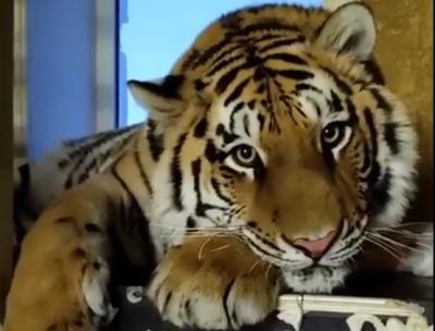 Суд велел ещё раз проверить условия содержания тигра в доме на окраине Рязани