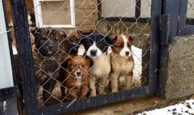 Рязанское правительство не получило запросов на гранты от волонтёров-зоозащитников