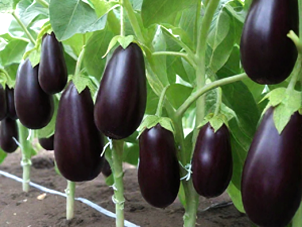 В рязанских баклажанах выявили превышение нормы пестицидов