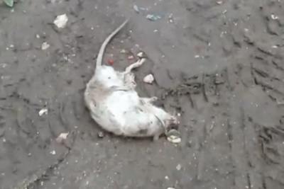 Рязанка пожаловалась на расплодившихся во дворе крыс 