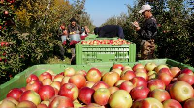 Рязанские садоводы заканчивают собирать яблоки