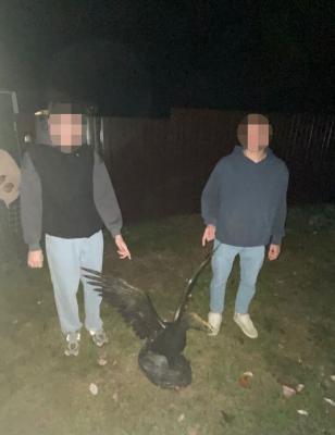 Похитителей гуся в Касимовском районе нашли