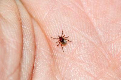 Клещи покусали ещё 53 рязанца