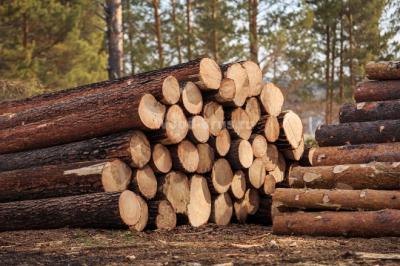В Рязанской области сильно сократился объём незаконных рубок леса