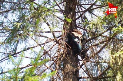 В Рязанской области на дереве обнаружен мумифицированный труп человека