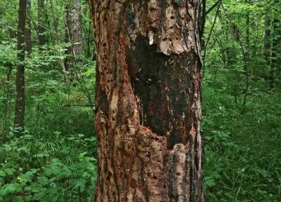 На рязанских соснах обнаружили новое заболевание