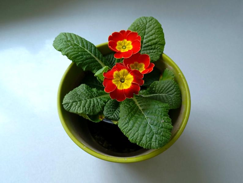 Рязанцам рассказали, как правильно покупать цветы к 8 марта