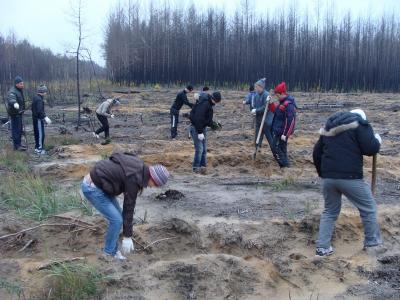 За период осеннего этапа лесовосстановительных работ в Рязанской области укоренили около миллиона саженцев
