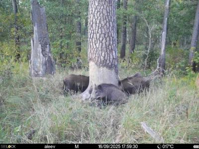 Звери в Окском заповеднике стараются вдоволь нагуляться к зиме