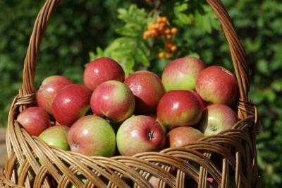 В Рязанской области получен рекордный урожай яблок