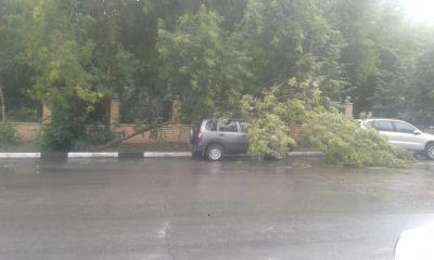 На улицы Рязани обрушились деревья
