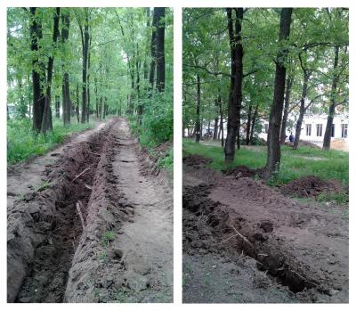 Власти Рязани пообещали сохранить дубы на улице Шереметьевской