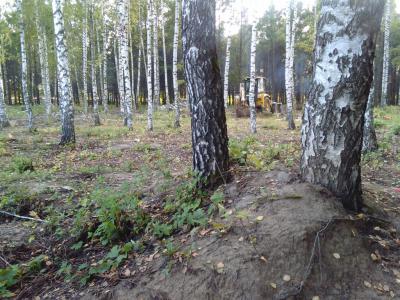 В роще между Приокским и Канищево рубят деревья
