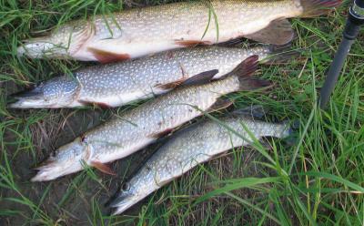 Рязанским рыбакам напомнили о запретных сроках добычи водных биоресурсов
