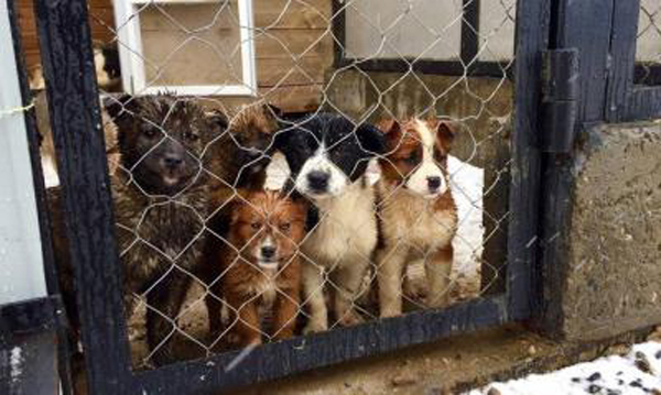 За год прошедшие стерилизацию безнадзорные собаки лишь 25 раз покусали рязанцев