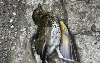 Рязанцы вновь демонстрируют фотографии мёртвых птиц