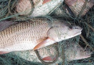 В Спасском районе задержали рыбака-браконьера