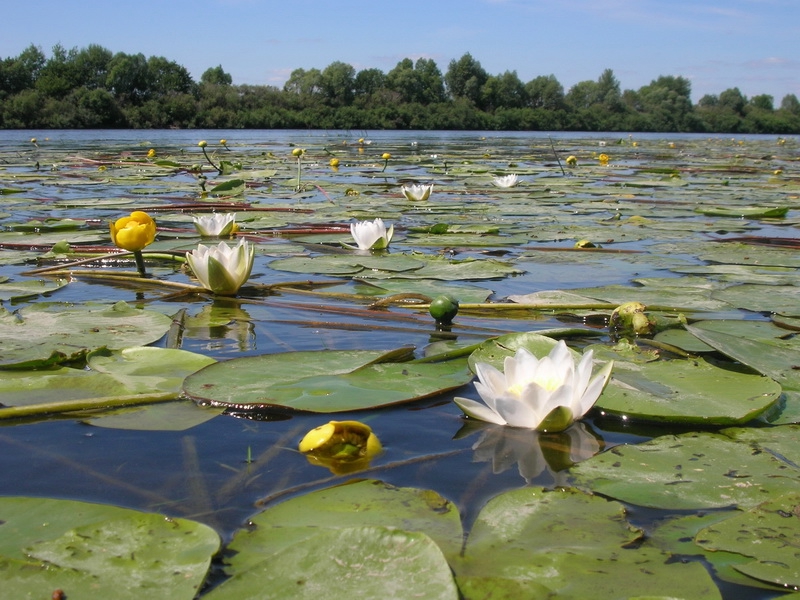 Озеро кувшинки 48 дней. Кувшинки в Белгородской области. Кувшинка Речная желтая. Великая река Сейм кувшинки. Растения реки Сейм.