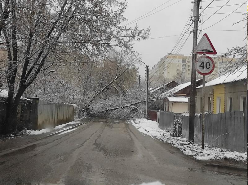 В Рязани после снегопада падают деревья