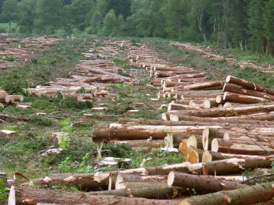 Рязанский губернатор: «Мы не собираемся мириться с незаконной рубкой леса»