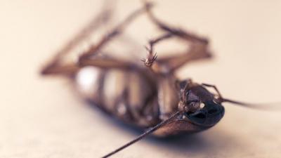 В Рязанском цирке обнаружили тараканов