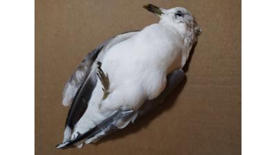 ГУ ветеринарии прокомментировало случаи массовой гибели птиц в Рязани