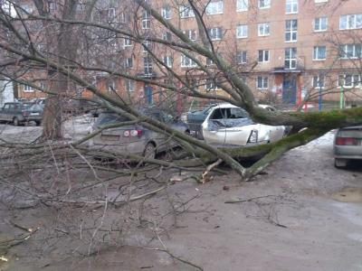 В Рязани на припаркованные автомобили рухнуло дерево
