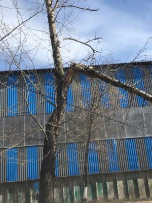 В Рязани на Южном промышленном узле дерево упало на провода